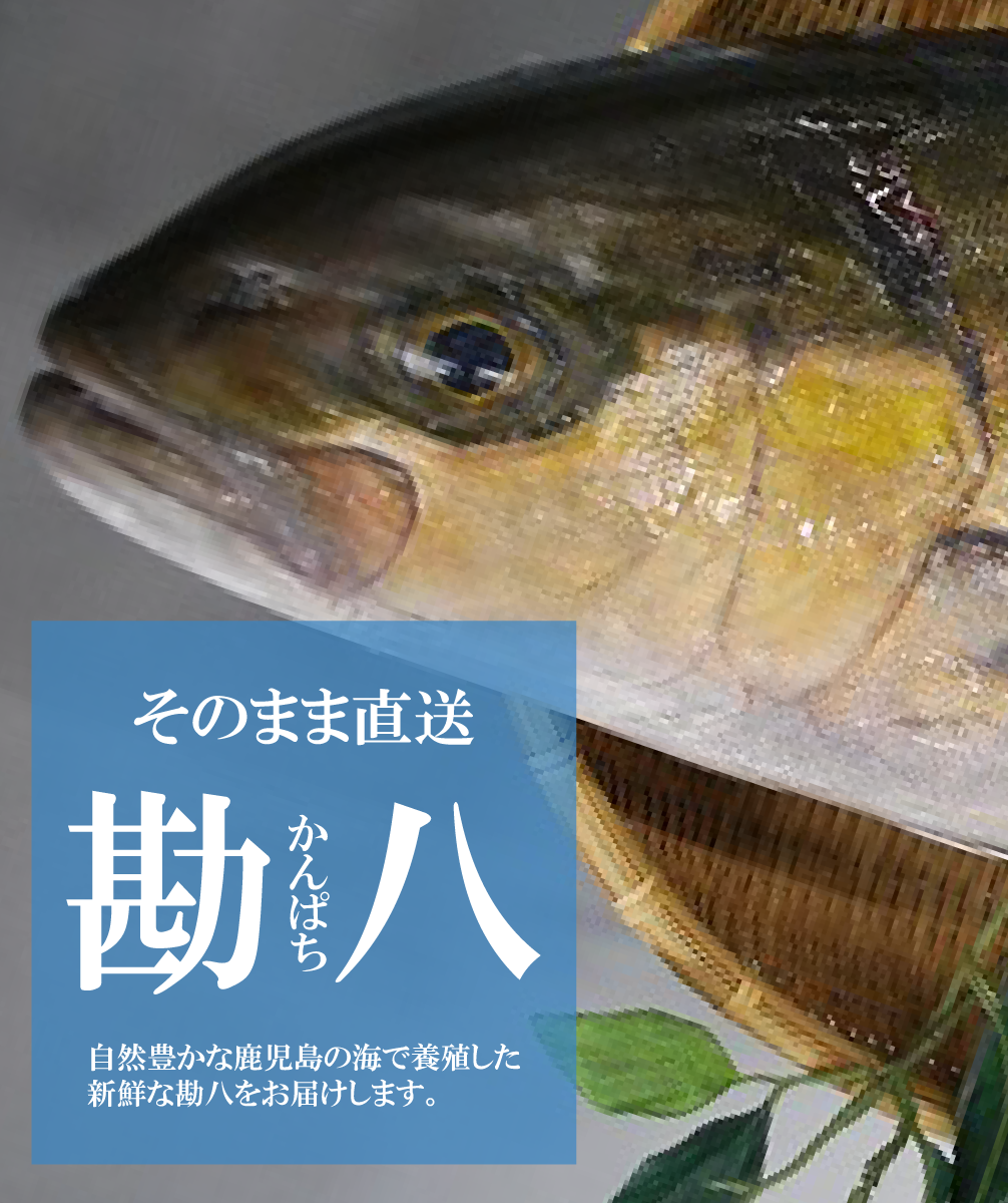 カンパチ カンパチ 間八 かんぱちの栄養価と効用 旬の魚介百科
