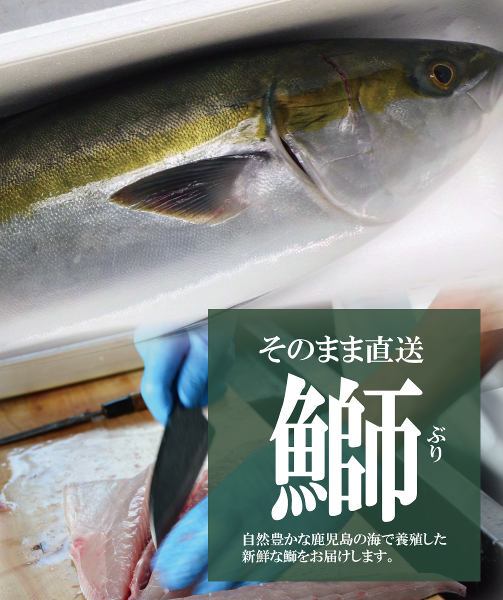 鹿児島発 勘八 鰤 鯛を新鮮そのまま直送 丸庄水産 ブランド 錦のカンパチ