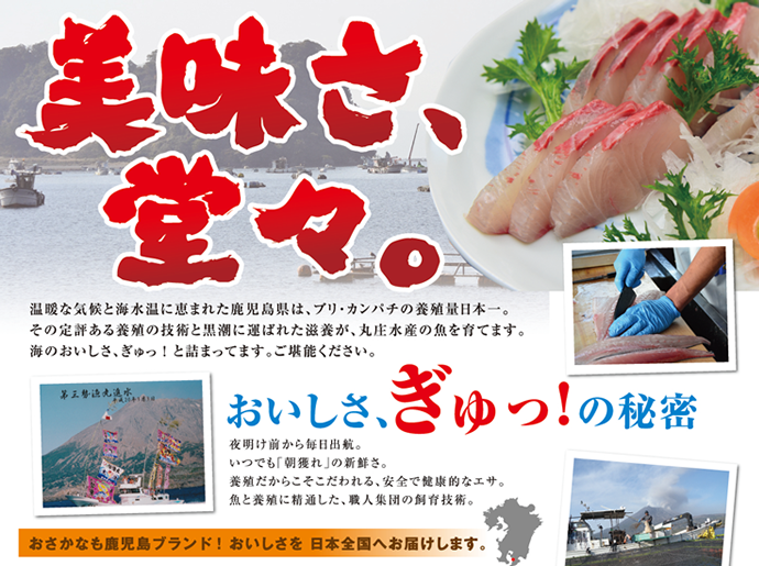 ご家庭向け 当店自慢の鹿児島産 鯛 タイ をまるごと産地直送 1kg 2kg 刺身約10人前 鹿児島発 勘八 鰤 鯛を新鮮そのまま直送 丸庄水産 ブランド 錦のカンパチ